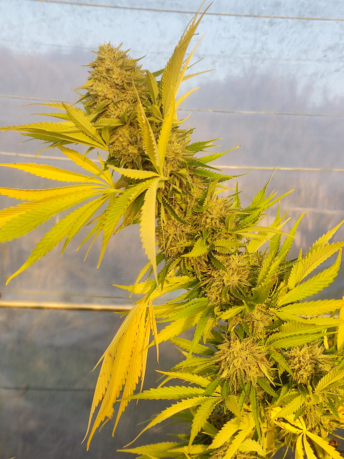 White Widow CBG