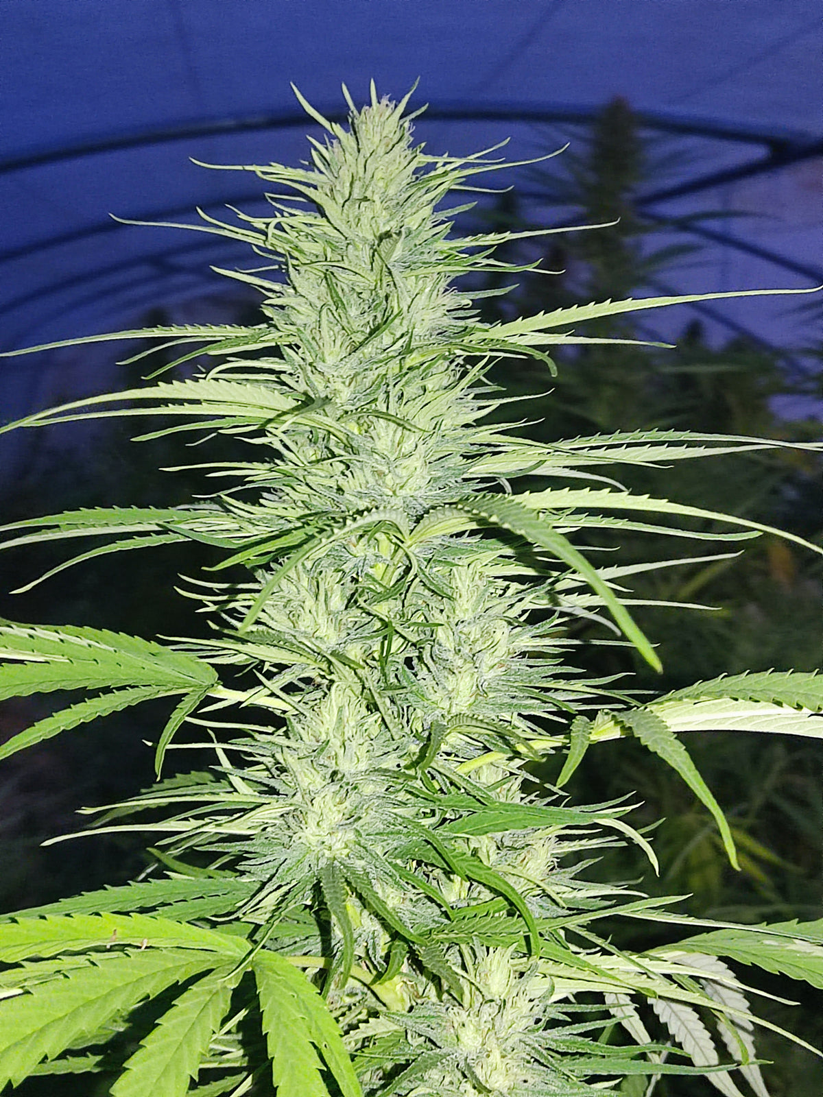 Skunk CBD/CBDV